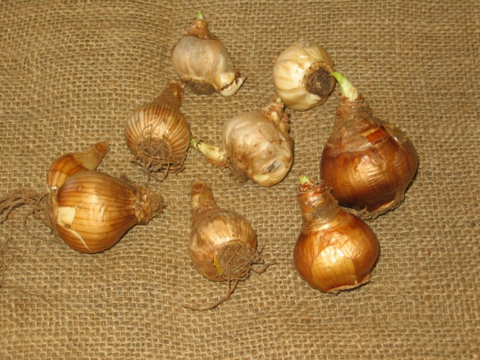 Daffodil, Jonquil growing guide